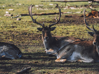 Red deer, fallow deer and mouflon in enclosures. Spring in nature, animals change their coats and deer grow new antlers.