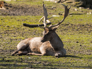 Red deer, fallow deer and mouflon in enclosures. Spring in nature, animals change their coats and deer grow new antlers.