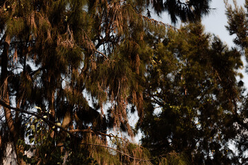 trees in the forest
