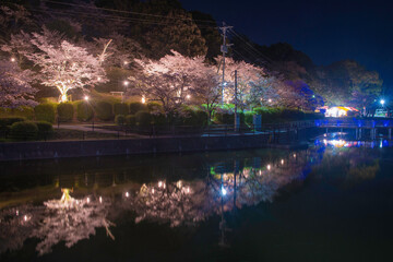 甘木公園の丸山池と夜桜