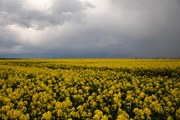A beautiful field with rapeseed.