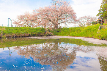 水面に反射した浅井の一本桜