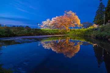 ライトアップされた浅井の一本桜