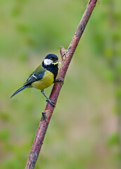 Nahaufnahme einer Kohlmeise (Parus major), sitzt auf einem Ast im Garten mit einer Raupe im Schnabel