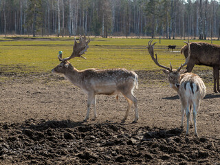 Red deer, fallow deer and mouflon in enclosures. Spring in nature, animals change their coats and...