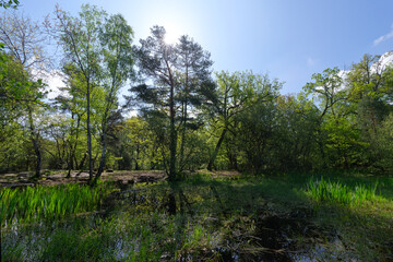 The fairies pond in Fontainebleau forest