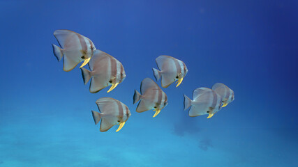 Artistic underwater photography of a school of batfish in the blue sea.