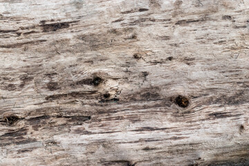 Obraz premium Driftwood