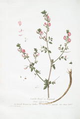 Illustrations de plantes et fleurs anciennes
