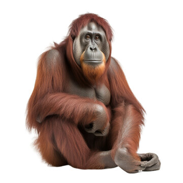 Monkey Isolated On Transparent Background Cutout