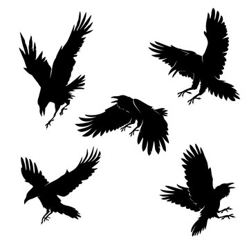crow vector set