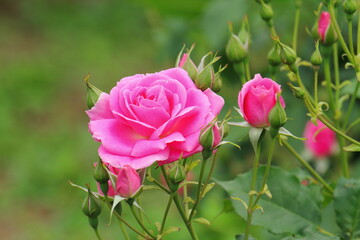 薔薇（フロリック）