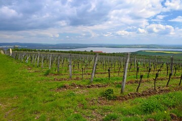 Fototapeta na wymiar Vineyards - Palava region. South Moravia, Czech Republic.