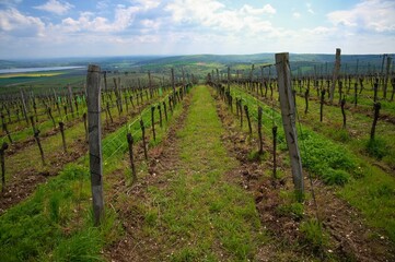 Fototapeta na wymiar Vineyards - Palava region. South Moravia, Czech Republic.