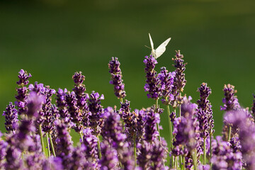 weißer Schmetterling auf Lavendelblüten 