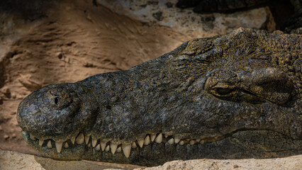 close up of a crocodile