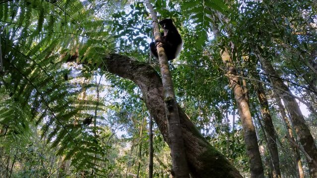 Lemur with black body, Milne-Edwards's sifaka (Propithecus edwardsi) or Milne-Edwards's simpona. Endangered endemic animal in rainforest. Ranomafana National Park. Madagascar wildlife animal.