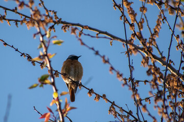 sparrow on a branch