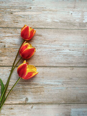 Naklejka na ściany i meble Top view red tulips bouquet with copy space. 