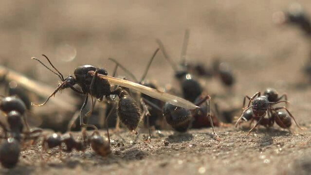 Macro insects: Chaotic movement of insect ants during expulsion of main winged mothers from anthill
