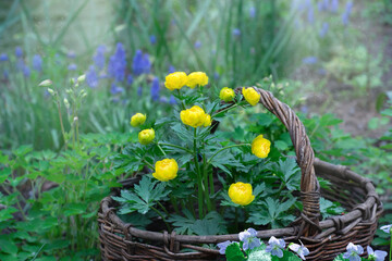 Flowers of the bathing suit, Trollius, in a basket on the background of green vegetation in the garden. Selective focus