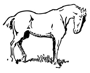 Majestic horse animal 