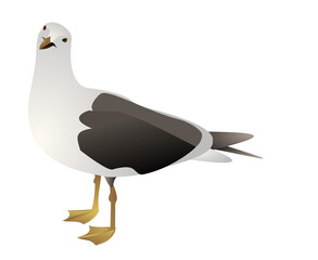 Seagull bird vector 