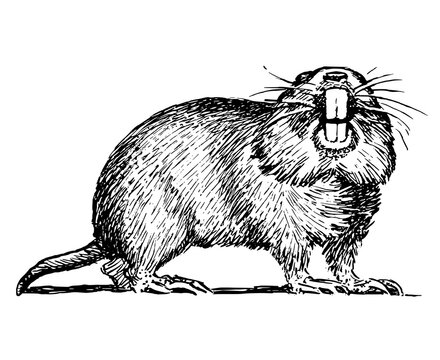 Illustration of a gopher 