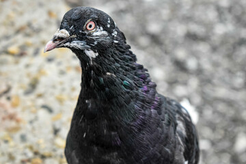 close up of a pigeon