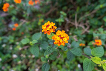 Yellow flower in Okinawa, Japan