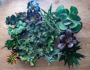 A set of different mix succulents top view. Gardening. Haworthia and Aloe, Crassula Sedum, Echeveria Kalanchoe. Grow mini flower. Cactus home green succulent. Flowers background Plant tropical texture