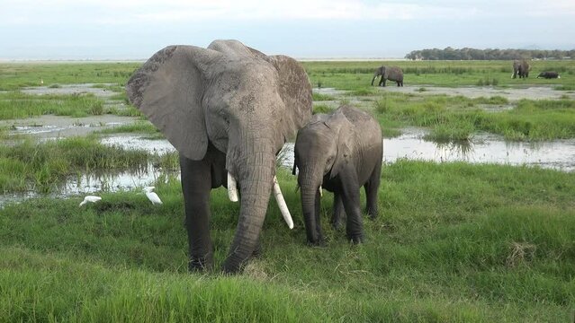 An African elephant eats grass. Single Elephant grazing in its natural African habitat. Wildlife in savanna, Big Ivory, Sri Lanka, Africa. Close-up, eating, African big five. Safari animals.
