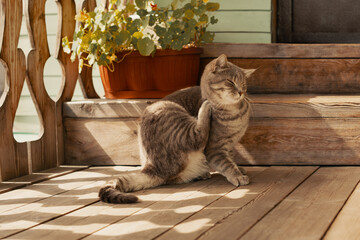 Flea cat itching its neck with paw on porch in outdoors - obrazy, fototapety, plakaty