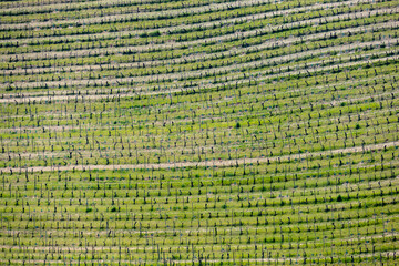 Panorami delle Langhe (Piemonte)
