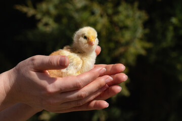 Yellow chicken in farmer's hand. Poultry farm.