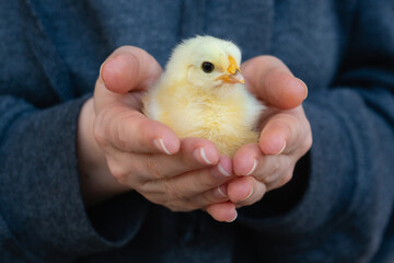 Yellow chicken in farmer's hand. Poultry farm.	