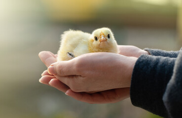 Yellow chicken in farmer's hand. Poultry farm.	