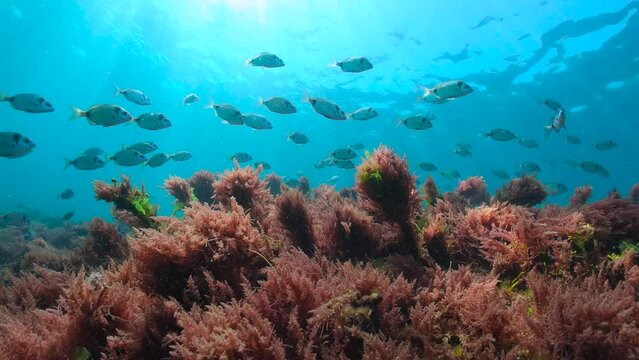School of fish underwater (two-banded sea bream) with red algae (harpoon weed seaweed) and sunlight through water surface, natural scene, Atlantic ocean, Spain