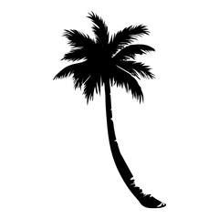 silhouette of palm tree © Is