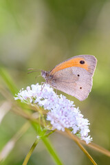 Fototapeta premium Meadow Brown butterfly - Maniola jurtina in its natural habitat