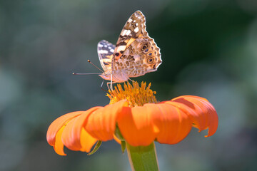 Vanessa cardui resting on Dahlia coccinea
