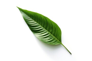 Obraz premium A leaf with a white background