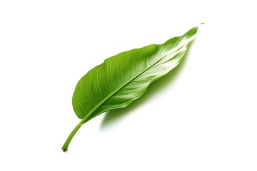 Obraz premium A leaf with a white background