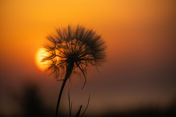 Close up of dandelion at sunset