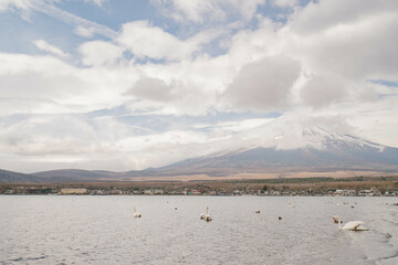 Naklejka premium Mt. fuji in morning at lake yamanaka with swan, Yamanakako, Japan.