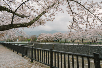 Mt Fuji and Cherry Blossom at lake Kawaguchiko