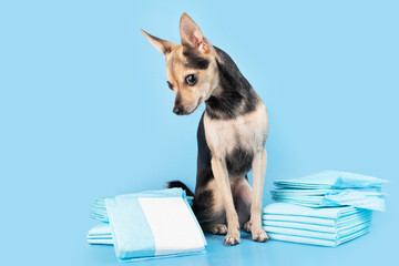 How to toilet train a dog, pet on an absorbent diaper pad on blue background - obrazy, fototapety, plakaty