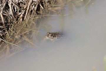 Obraz premium 泥水から顔を出すカエル