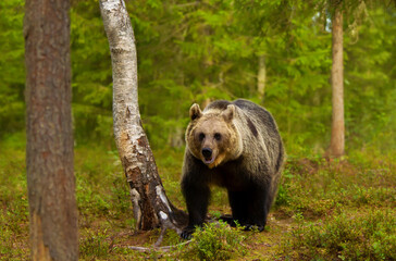 Eurasian Brown bear standing by the tree in a forest