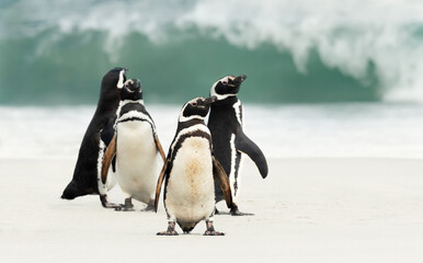 Group of Magellanic penguins on the beach